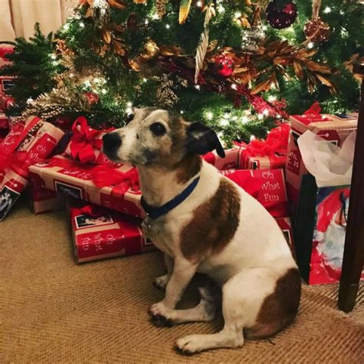 Rob Lowe Pets - Celebrity Pets