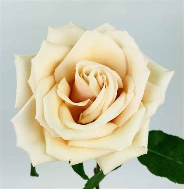 Sahara Rose - Age, Family, Bio