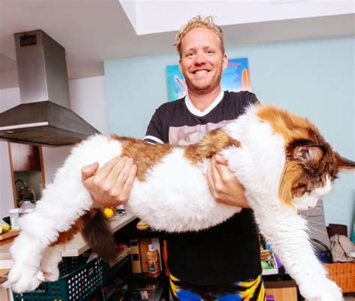 Samson The Cat (Catstradamus), a Maine Coon, Biggest Cat from the Big Apple