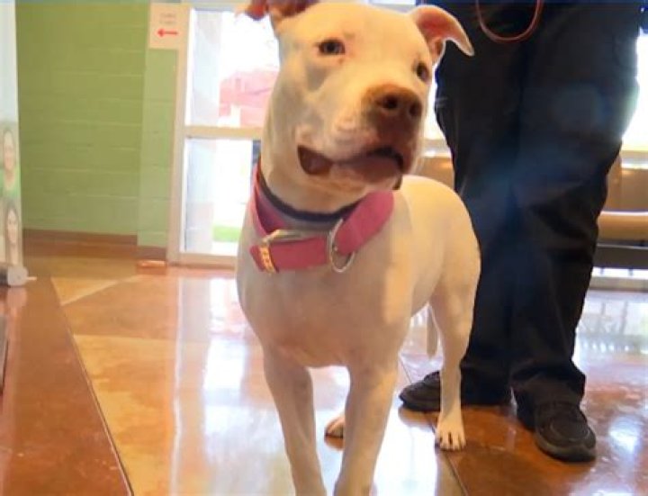 Shootout lead to lost puppy rescue, family has happy ending in San Diego