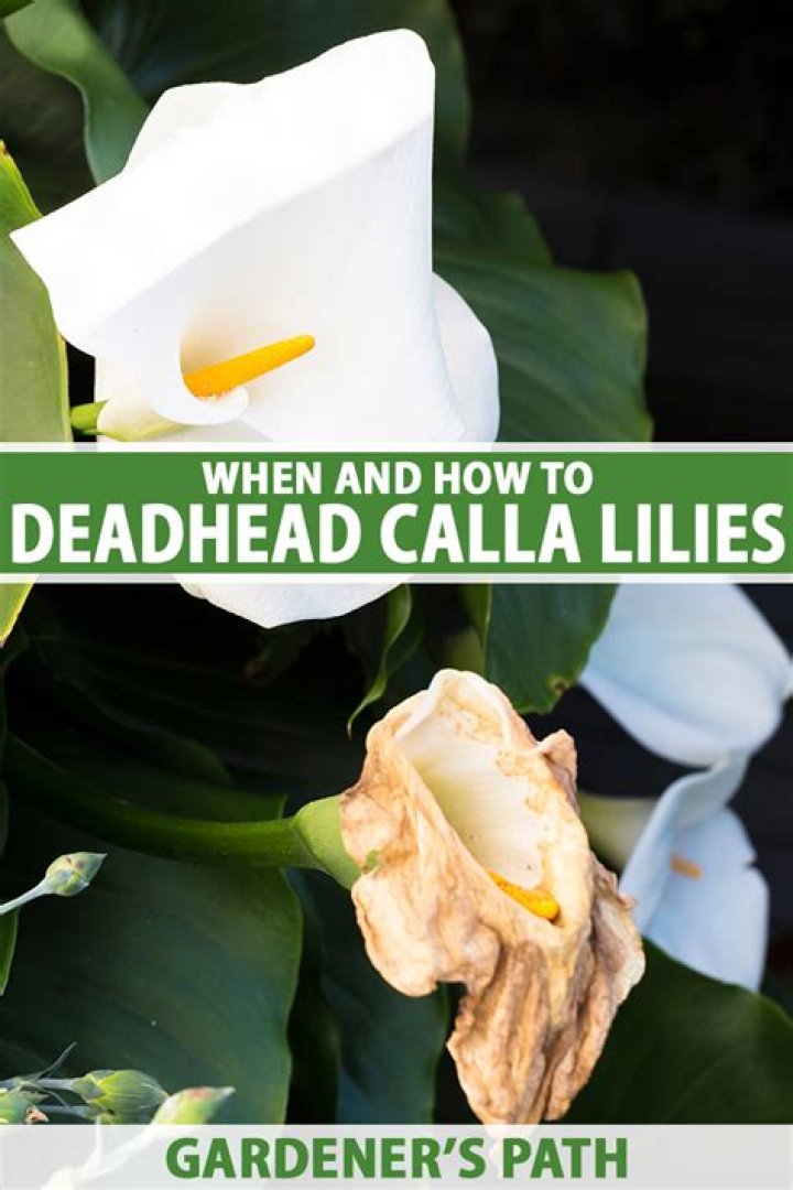Should you deadhead Aquilegia?