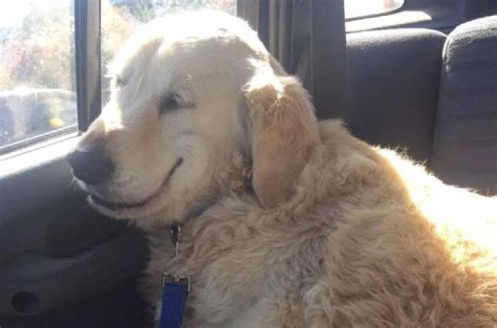 This smiling drugged-out dog makes surgery look like fun
