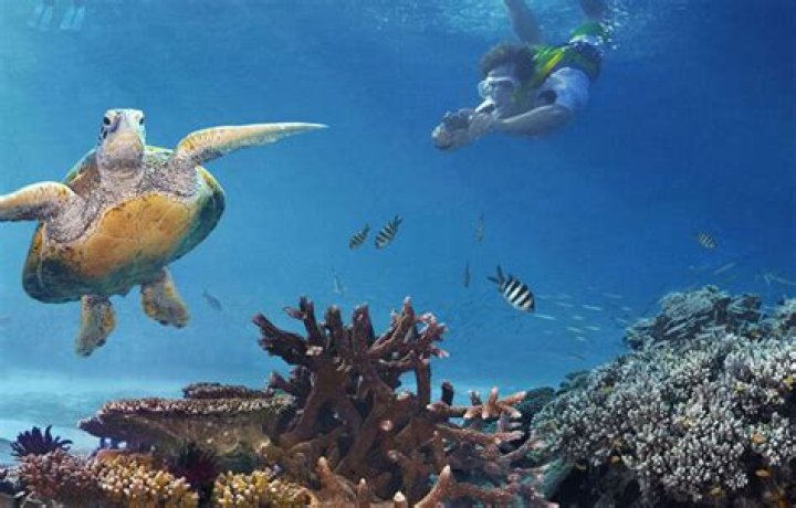 Where to Go Snorkeling in Bermuda