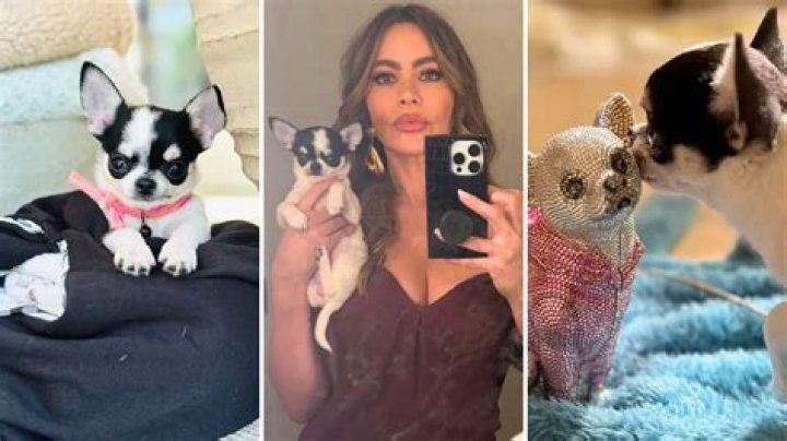 Sofia Vergara Shows off Her New Chihuahua Puppy Named Amore