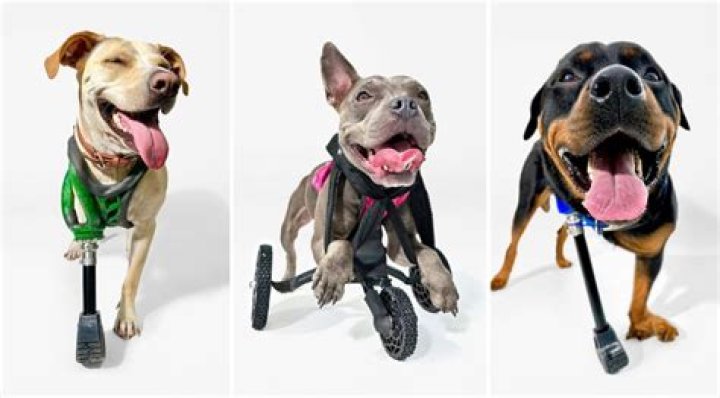 The Invincibles: Apple Teams up With 3D Pets To Create Disabled Dog Prosthetics