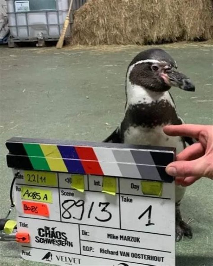 The jet-set life of Chester – Penguin and professional actor