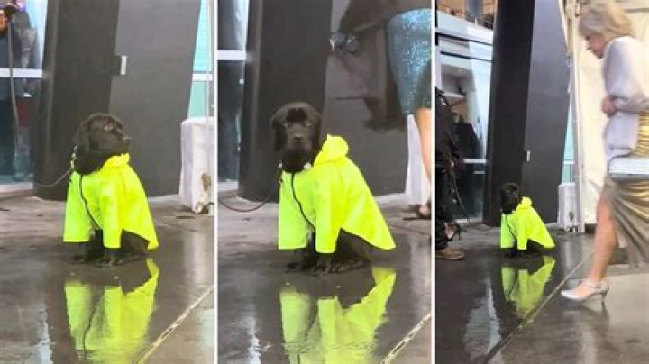 The Real Star of the Grammys: This Brave Bomb-Detection Dog in a Raincoat