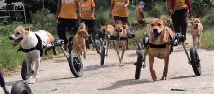 The Wheelchair Mafia: Disabled shelter dogs turned biker gang (Video)