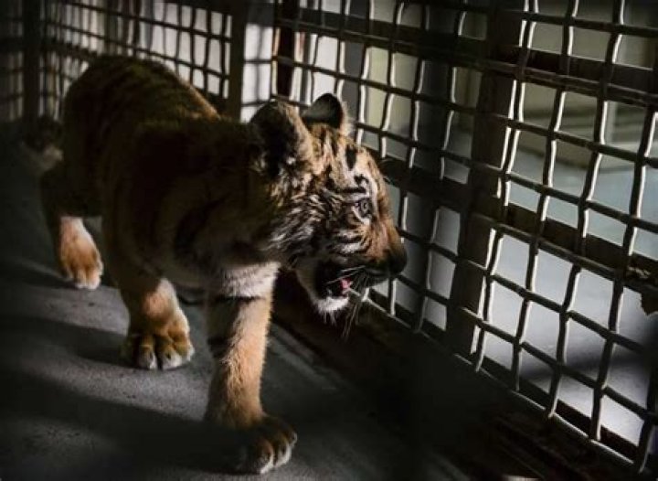 Tiger Cub Smuggled Over the Border in Duffle Bag, Barely Survives