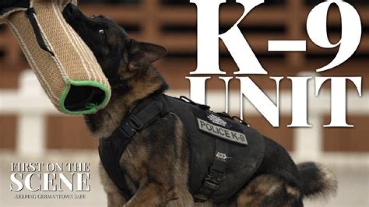 Top 5 Pitbull Rescues from the K9 Unit