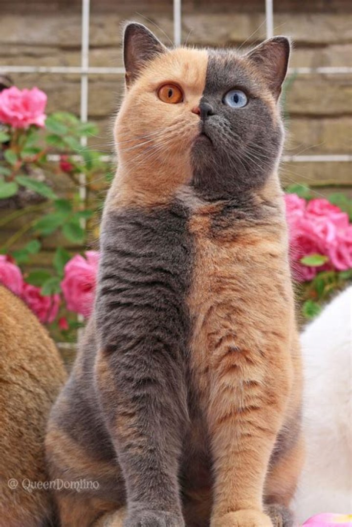 Venus the two-faced Chimera Cat is a Biological Miracle and also Instafamous