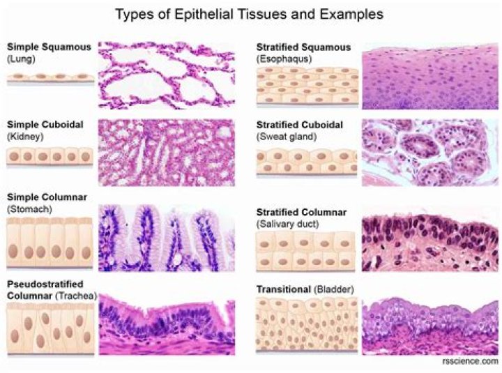 What are the 2 types of epithelial membranes?