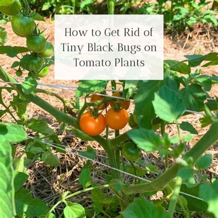 What are the little black bugs on my tomato plants?