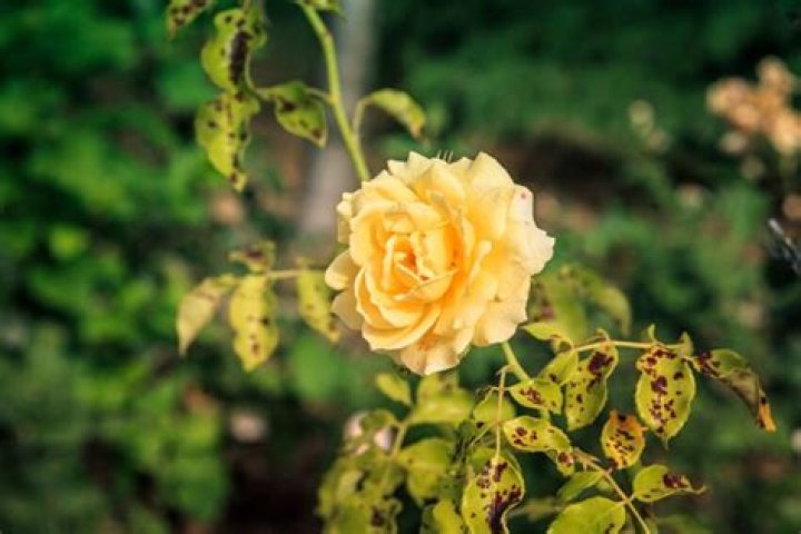 What causes yellow leaves on rose bushes?