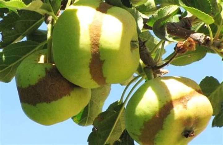 What do brown spots on apples mean?