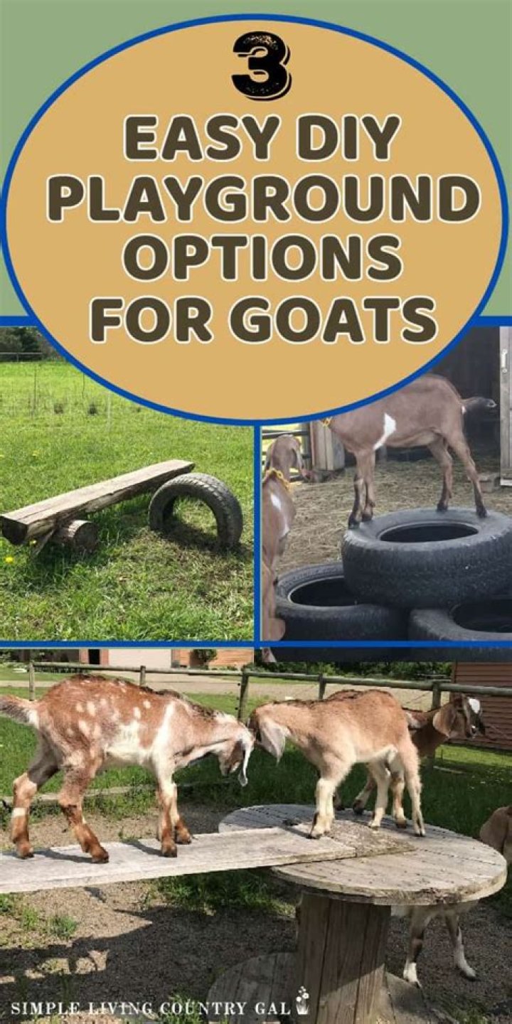 What do goats like to play with?