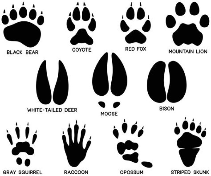 What does a skunk paw print look like?