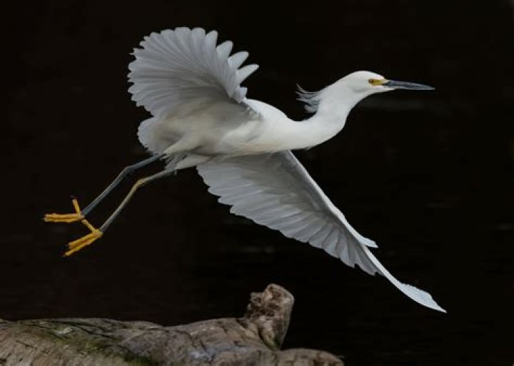 What does the color egret look like?
