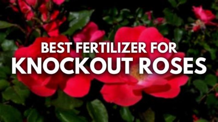 What is best fertilizer for knockout roses?
