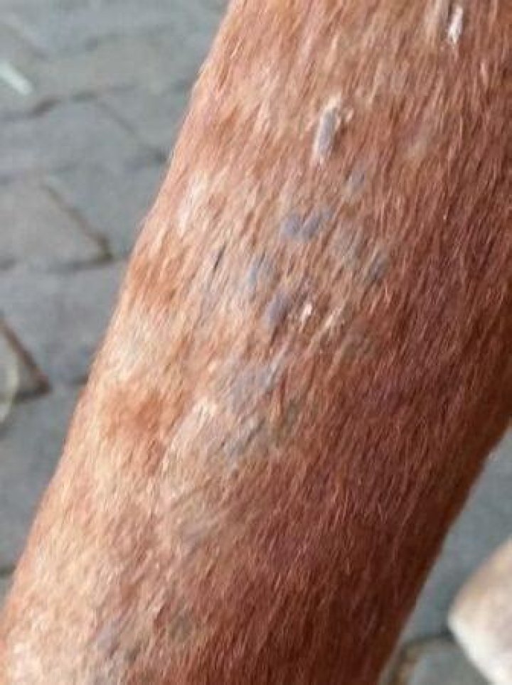 What is Cannon crud?