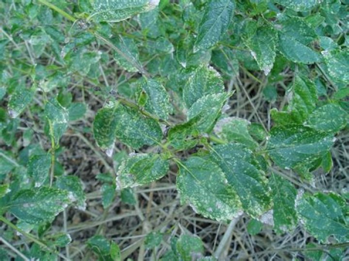What is eating my lantana?