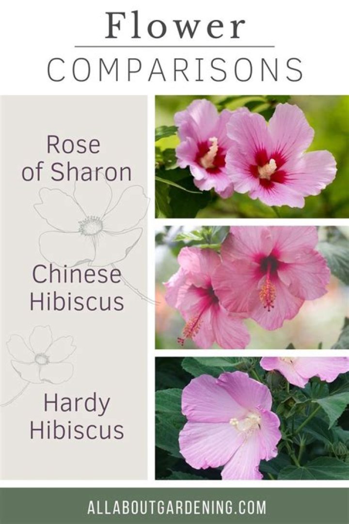 What is the difference between a rose of Sharon and a hibiscus?