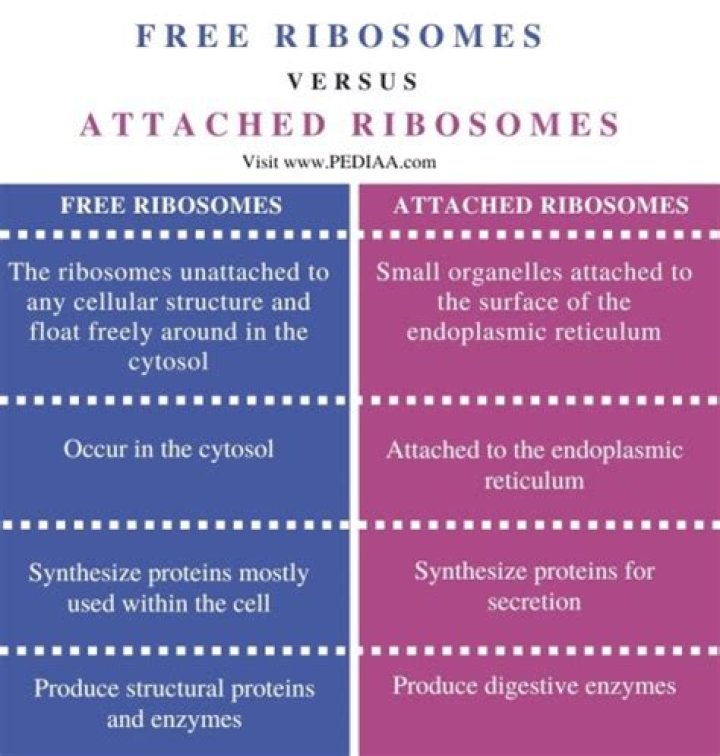 What is the difference between free ribosomes and attached ribosomes?