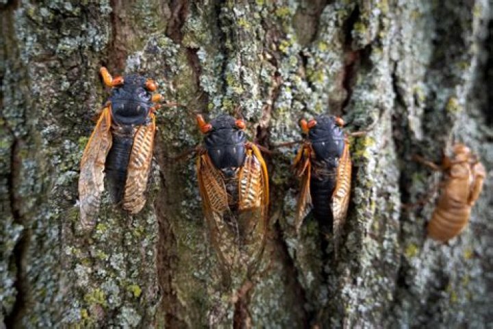 What is the purpose of cicada bugs?