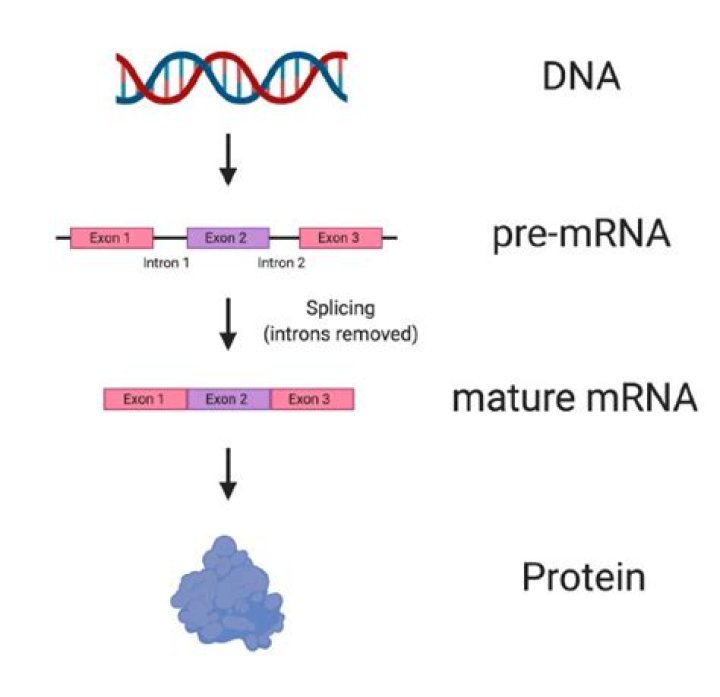 What name is given to the process in which pre mRNA?