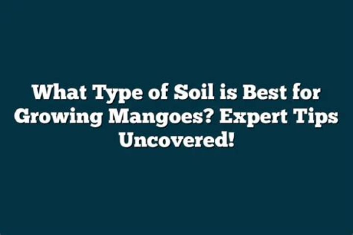 What type of soil is best for growing mangoes?