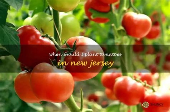 When should I plant tomatoes in New Jersey?