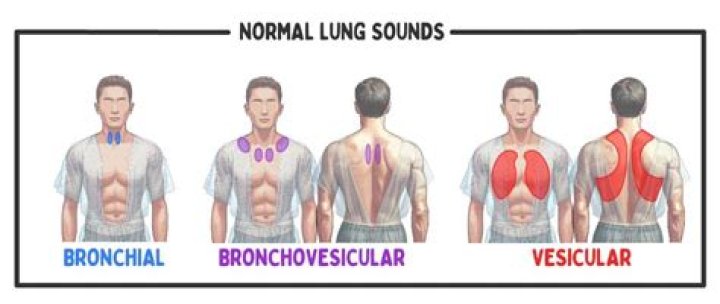 Where do you hear Bronchovesicular breath sounds?