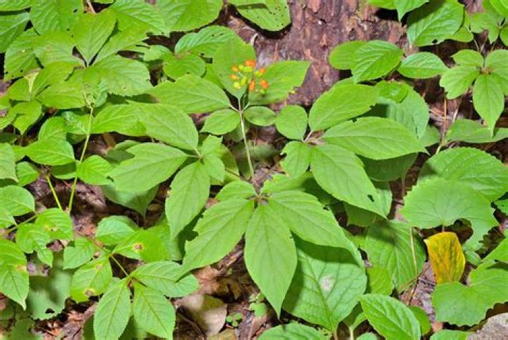 Where does wild ginseng grow in Arkansas?