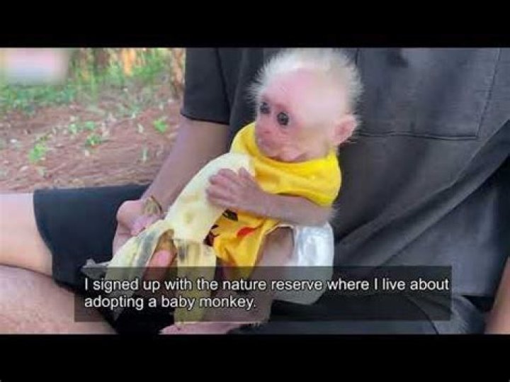 Who Owns Bibi the Monkey?