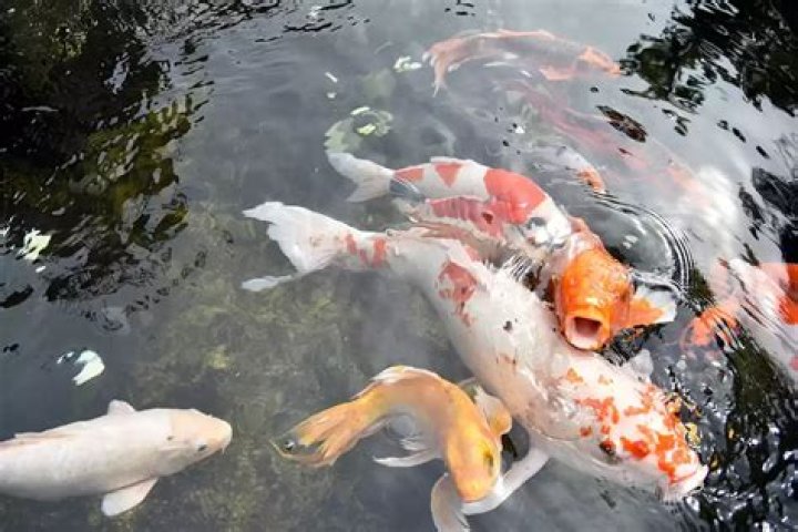 Why are my koi jumping out of the water?