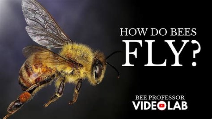 Why do bees fly around me?