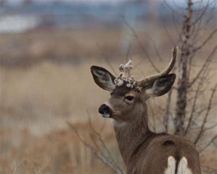 Why do deer dig up grass?