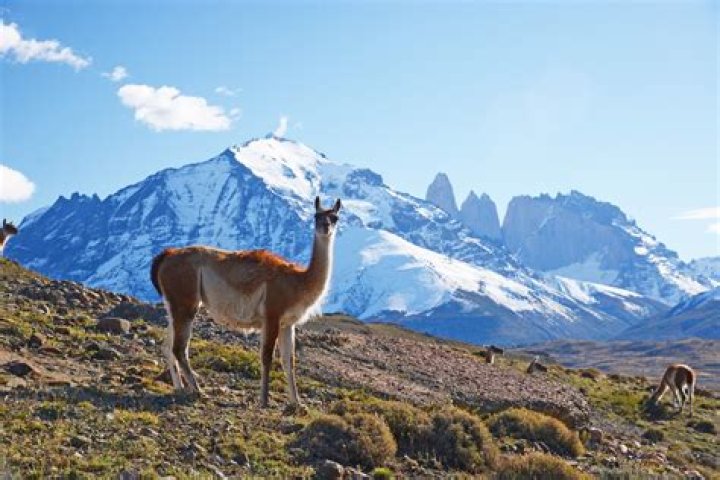 Wildlife in Patagonia: 20 Amazing Species