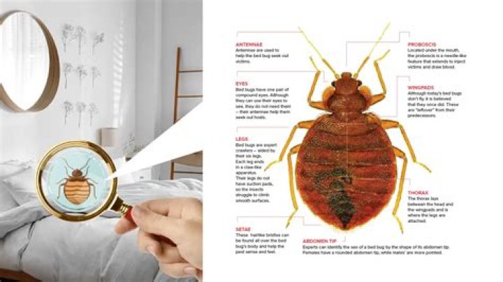Will chlorine kill bed bugs?