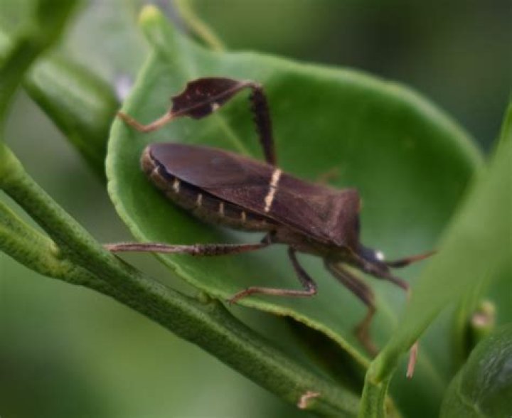 Will Sevin kill leaf footed bugs?