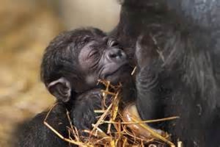 Feisty Aardvark Winsol born to Cincinnati Zoo Finally Named and has New Identity