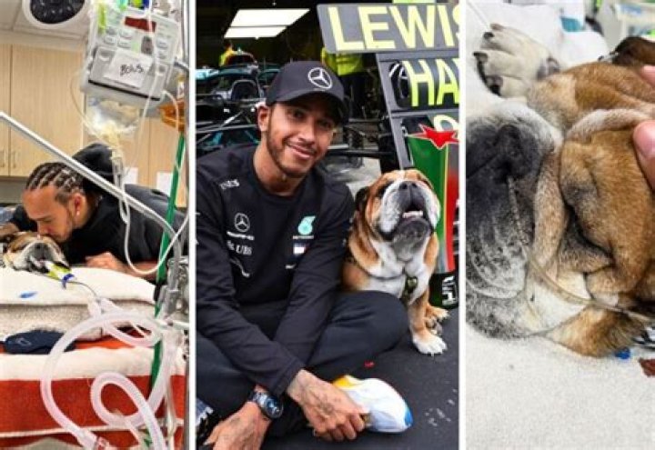 Youtubers Rebecca Zamolo and Matt Slays Mourn the Loss of Their Dog Peanut